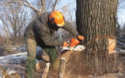 Спил и вырубка деревьев - Калуга, цены, предложения специалистов