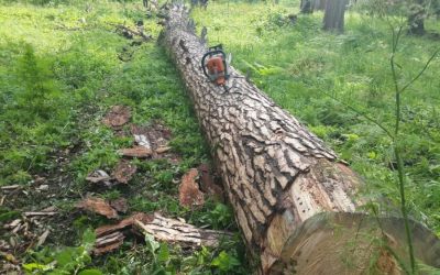 Спил и вырубка деревьев, корчевание пней - Малоярославец, цены, предложения специалистов